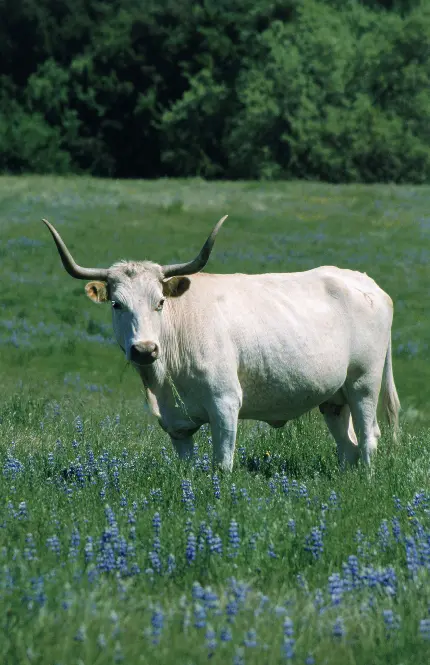 عکس گاو سفید شاخدار در مستند حیات وحش