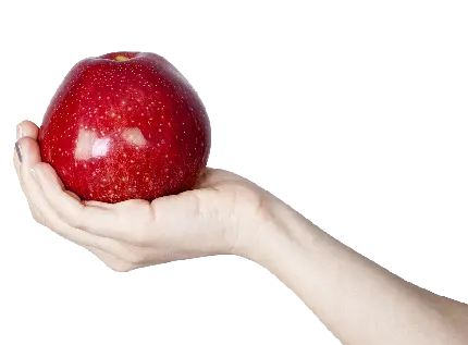 عکس سیب قرمز بزرگ در دست png برای فتوشاپ