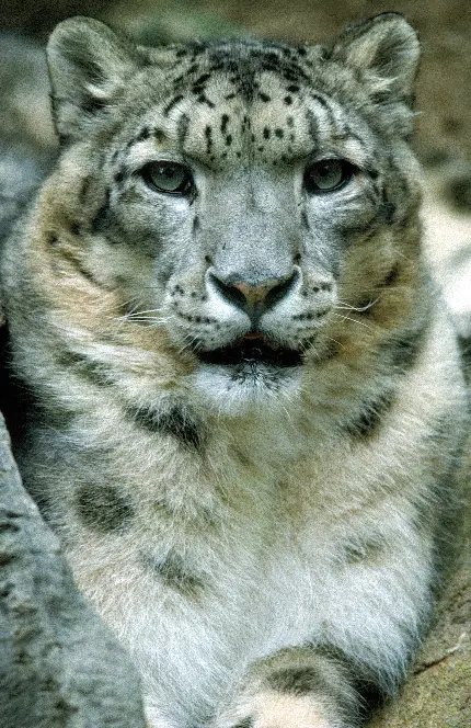 گربه نژاد چینی