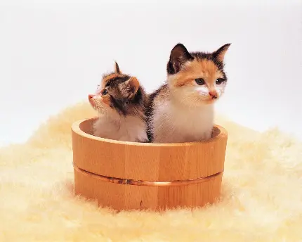 گربه نژاد چینی