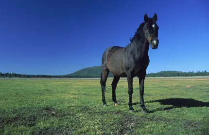 عکس اسب مشکی در مستند حیات وحش