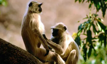 میمون دماغ دراز ویکی پدیا