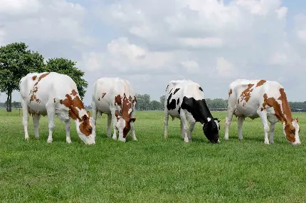 عکس گاو شیرده هلندی در حال چریدن