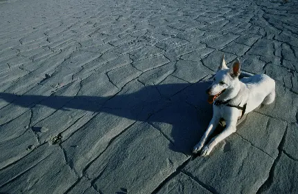 عکس سگ سفید در مستند حیات وحش