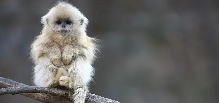 عکس میمون در حال غذا خوردن