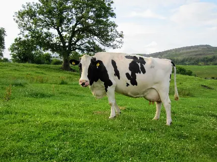 عکس گاو شیرده خال خالی سفید و مشکی در طبیعت