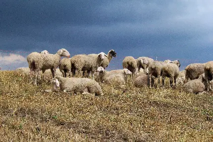 دانلود عکس گله گوسفند در حال چریدن با کیفیت 4k