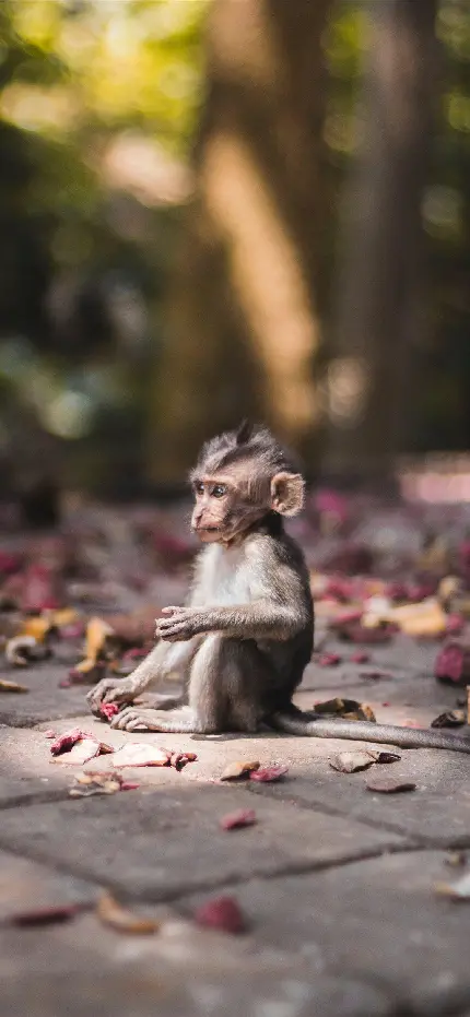 والپیپر بچه میمون برای گوشی
