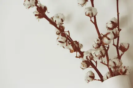 گل پنبه ای شاخه شاخه در گلدان برای تزیین
