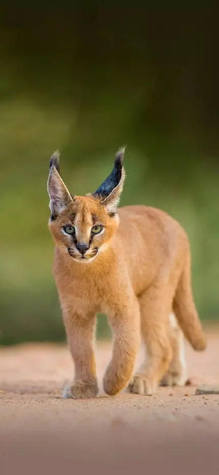 عکس سیاه گوش ایران