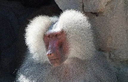 تصویر بابون با موهای سفید 4k