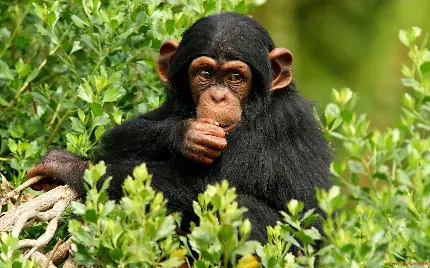 عکس بچه شاپانزه در طبیعت در حال خوردن غذا