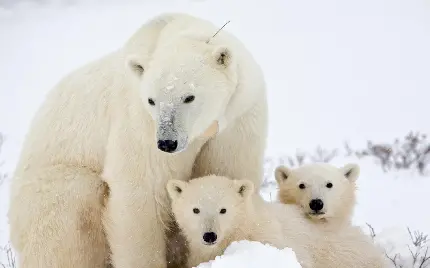دانلود تصویر زمینه خانوادگی خرس‌های سفید قطبی