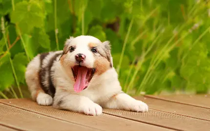 سگ شپرد استرالیایی کیوت و بامزه