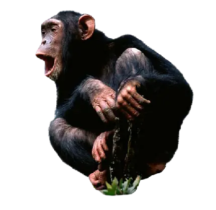 عکس بدون پس زمینه از میمون شاپانزه واقعی
