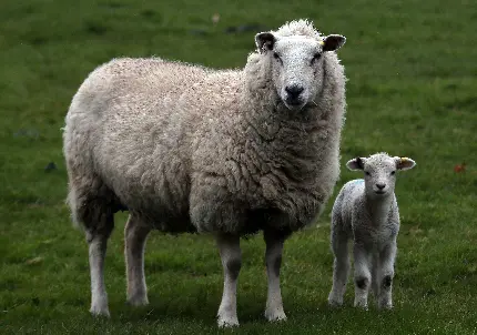 دانلود تصویر زمینه گوسفند کنار بچه در حال نگاه به دوربین