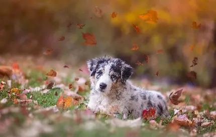 سگ شپرد استرالیایی خال خالی در پاییز