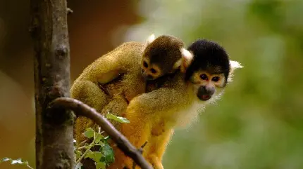 عکس بچه میمون درختی