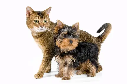 سگ و گربه