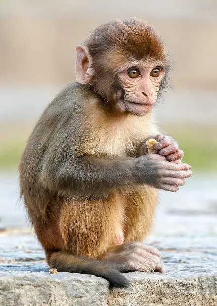 عکس میمون بچه با کیفیت hd
