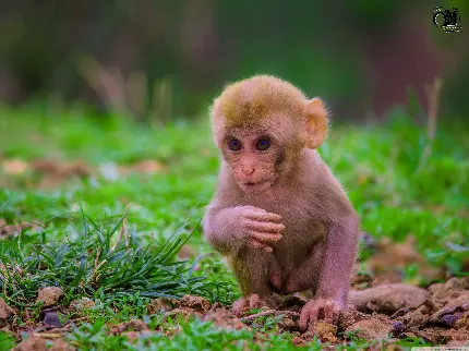 والپیپر میمون بچه برای آیفون