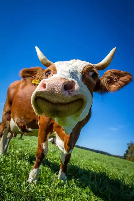 عکس پروفایل گاو شاخدار با لبخند بزرگ خنده‌دار دانلود رایگان