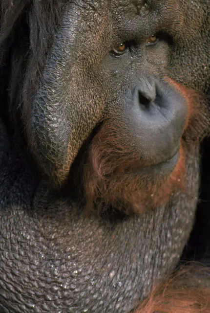 میمون پیر در مستند حیات وحش