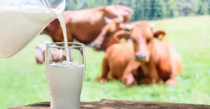 عکس گاوهای قرمز شیرده با لیوان شیر و پارچه شیر