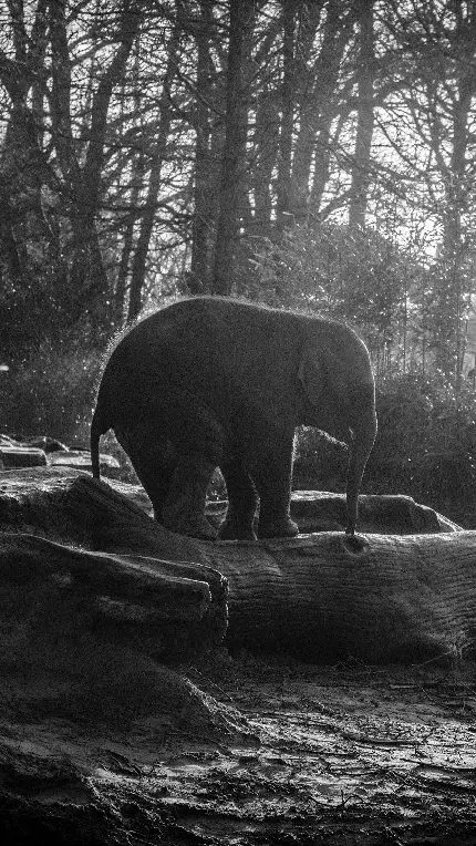 عکس سیاه سفید بچه فیل با کیفیت hd