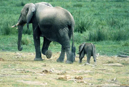 عکس حیوان بچه فیل و حیوانات فیل
