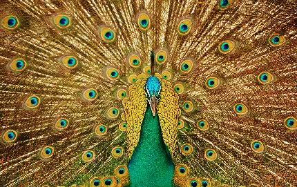 عکس طاووس در مستند حیات وحش