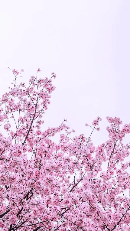 عکس شکوفه‌های صورتی بهاری