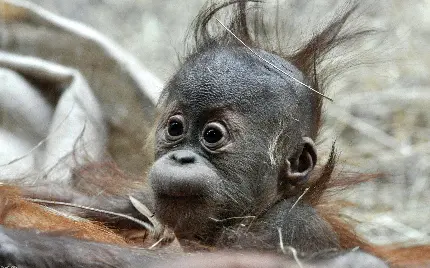 عکس زشت ترین بچه میمون دنیا
