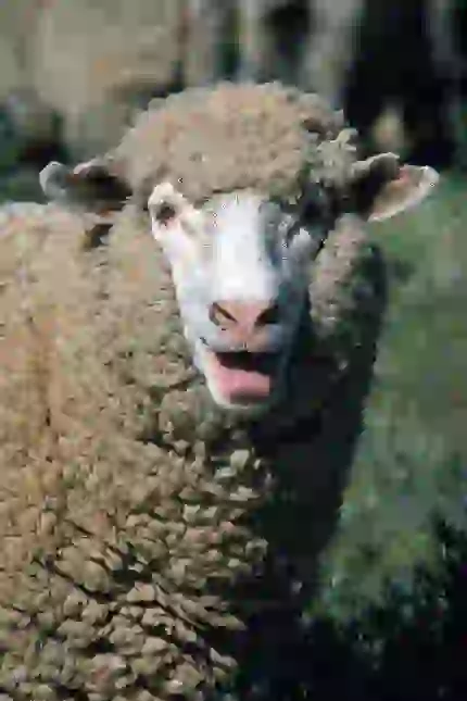 عکس حیوان گوسفند پشمالو و حیوانات اهلی