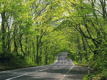 عکس جاده جنگلی زیبا