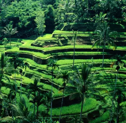 طبیعت سرسبز از مزارع شالیزار بالی اندونزی