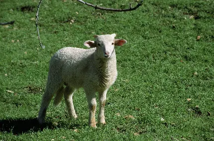 عکس حیوان گوسفند و حیوانات اهلی