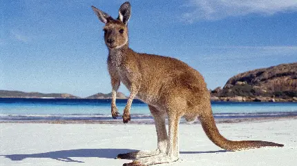 عکس کانگره بزرگ کنار ساحل در استرالیا