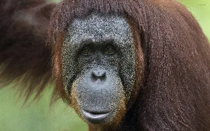 مجموعه عکس اورانگوتان Orangutans با کیفیت بالا