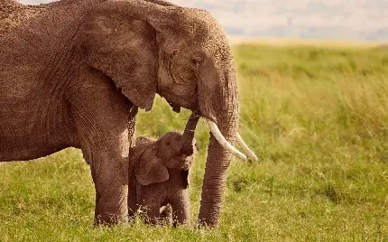 تصویر بچه فیل در حال بازی با فیل بزرگ