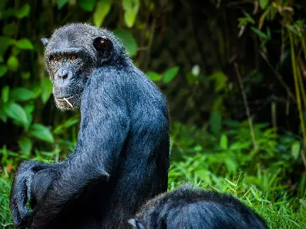تصویر شاپانزه مشکی با کیفیت بالا برای دانلود رایگان