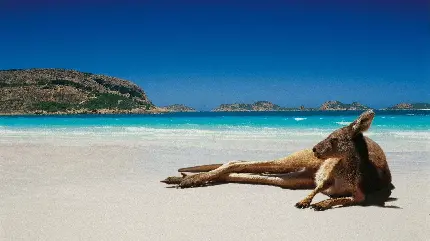 عکس کانگرو در کنار سواحل استرالیا در حال استراحت