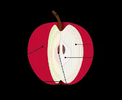 عکس png قسمت‌های مختلف سیب