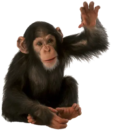 تصویر بچه شاپانزه واقعی دور بریده شده و png