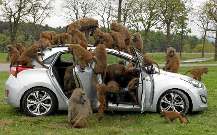 عکس حمله بابون‌ها به خودرو