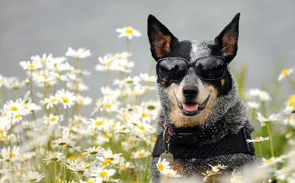 عکس سگ بامزه در استرالیا