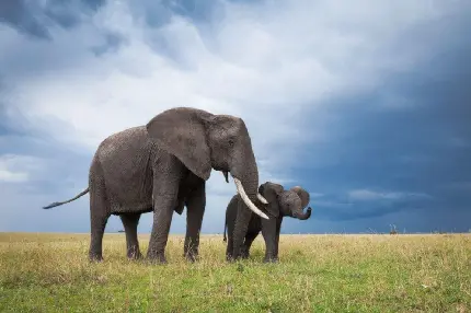 تصویر زمینه دسکتاپ ویندوز از بچه فیل و طبیعت بکر