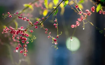 دانلود عکس رایگان فصل بهار