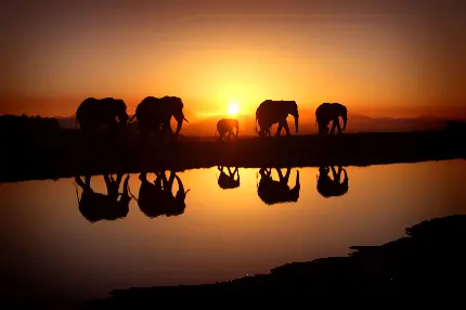 دسکتاپ خانوادگی عکس خانواده فیل‌های وحشی در غروب خورشید