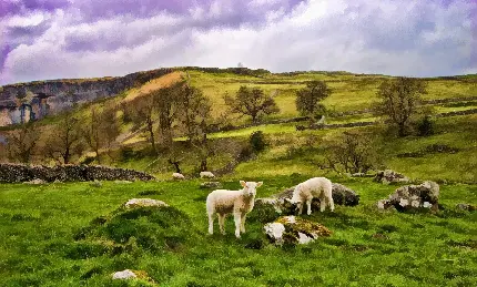 عکس نقاشی از گوسفندها در حال چریدن با رنگ روغن